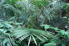 Calamus rotang